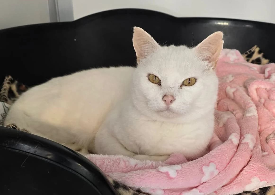 Erik, male 6yo Mixed Breed for adoption at The Barn Animal Rescue