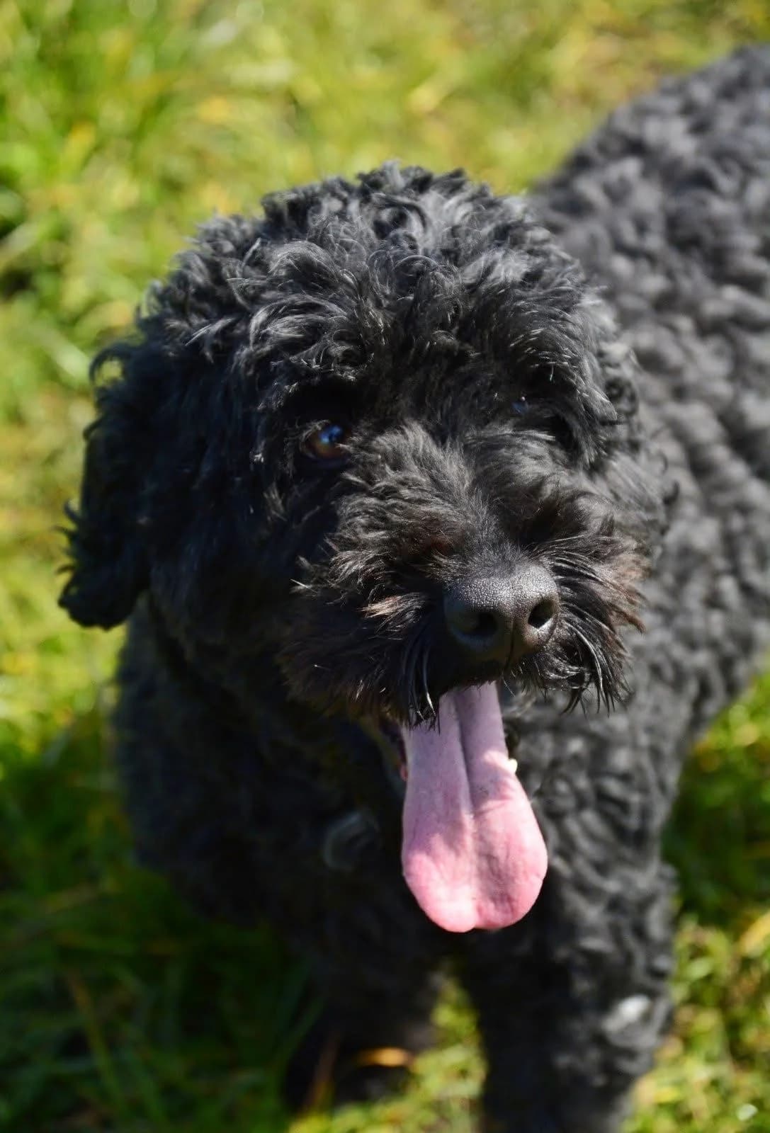 Harry, male young Poodle for adoption at The Barn Animal Rescue