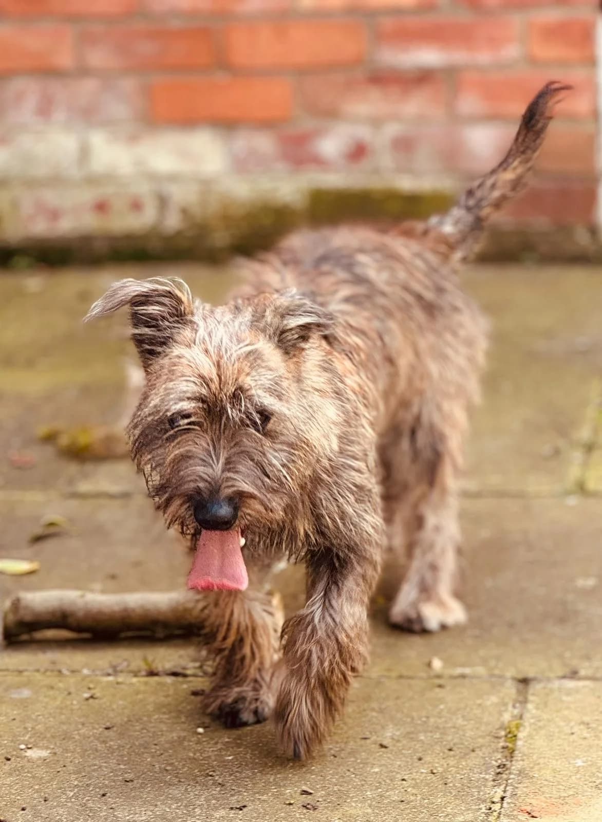 Jax, male puppy Yorkshire Terrier for adoption at The Barn Animal Rescue