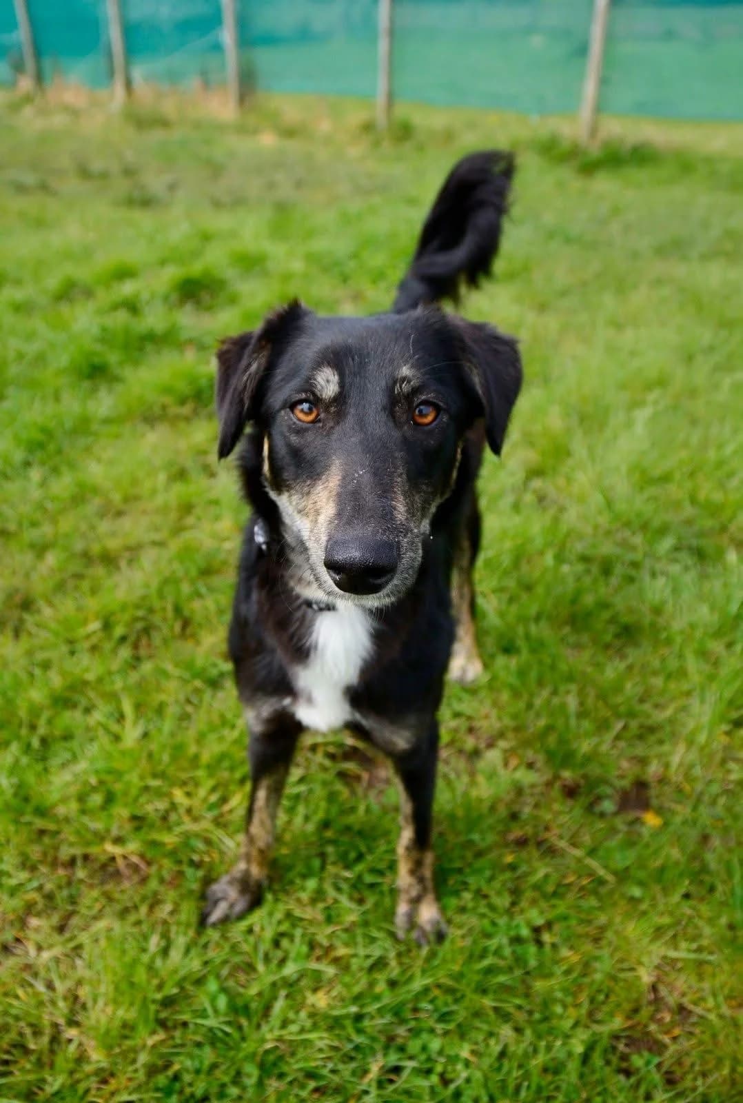Laila, female puppy Whippet for adoption at The Barn Animal Rescue