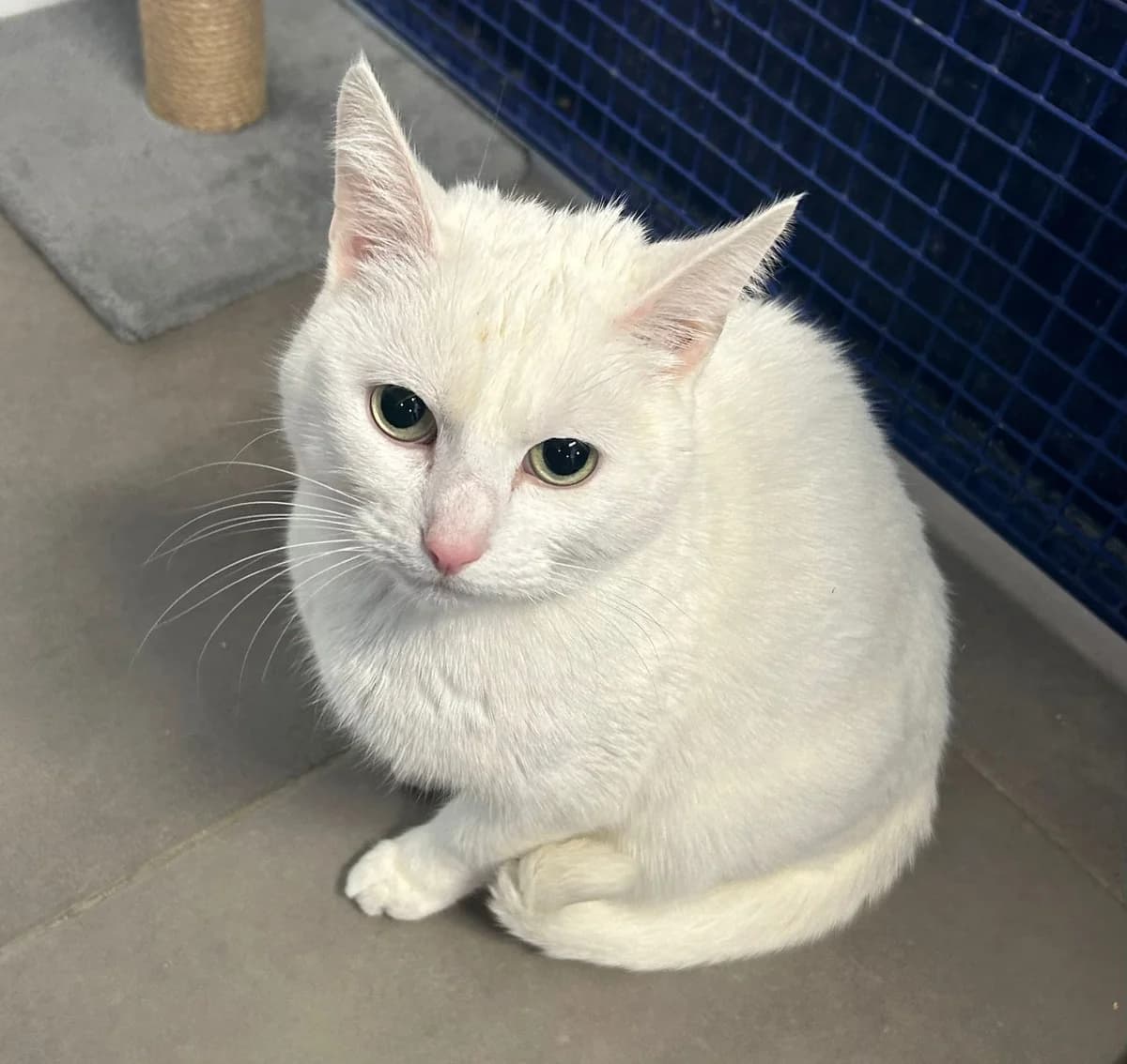 Lily Rose, female 5yo Mixed Breed for adoption at The Barn Animal Rescue