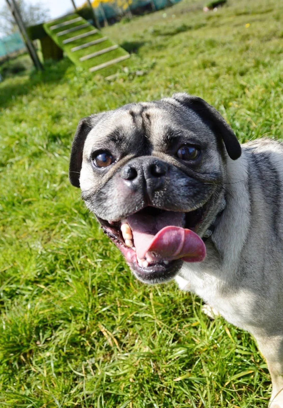 Milo, male 4yo Pug for adoption at The Barn Animal Rescue
