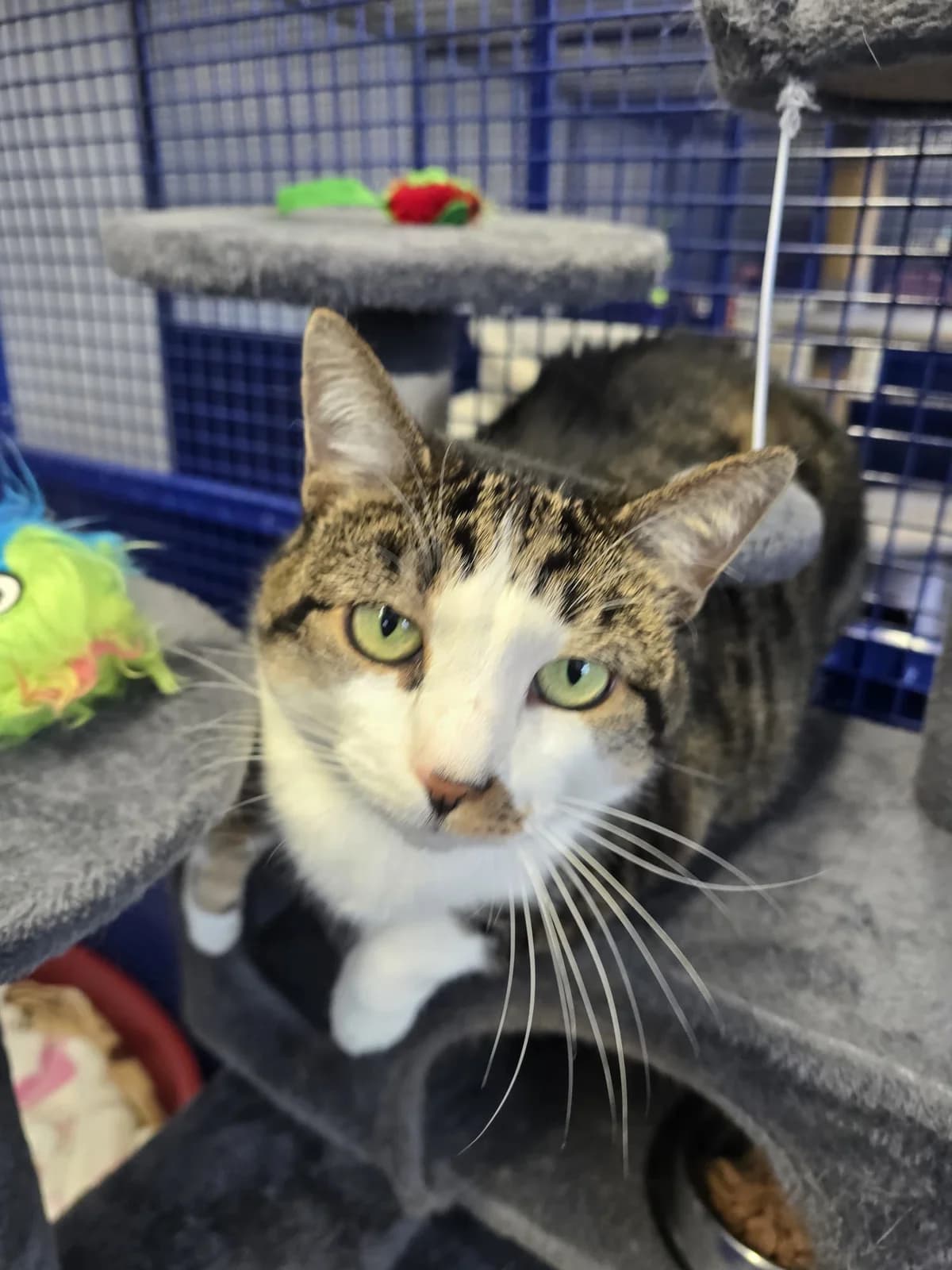 Misty, male 7yo Mixed Breed for adoption at The Barn Animal Rescue