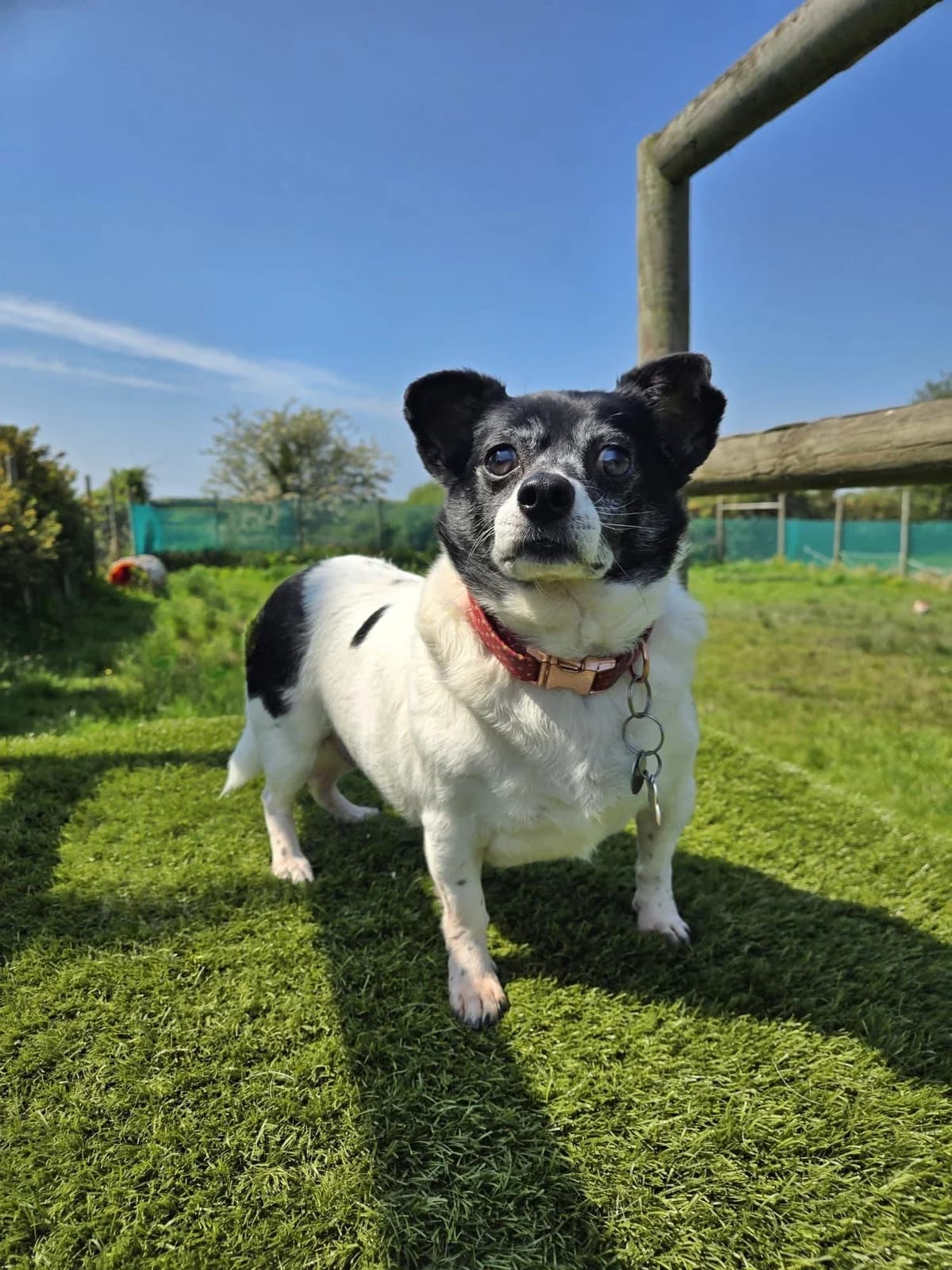 Mr Rubbles, male senior mixed breed for adoption at The Barn Animal Rescue