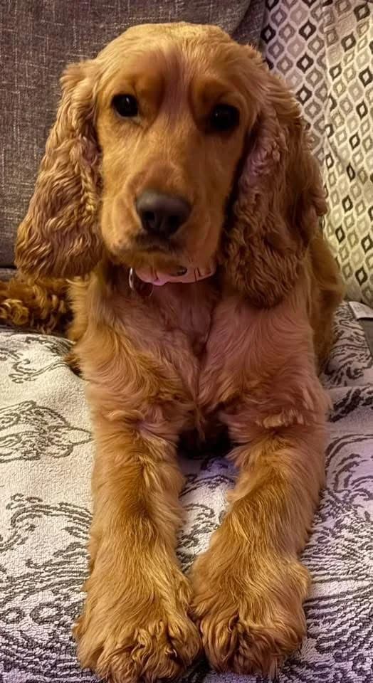 Myla, female 3yo mixed breed for adoption at The Barn Animal Rescue