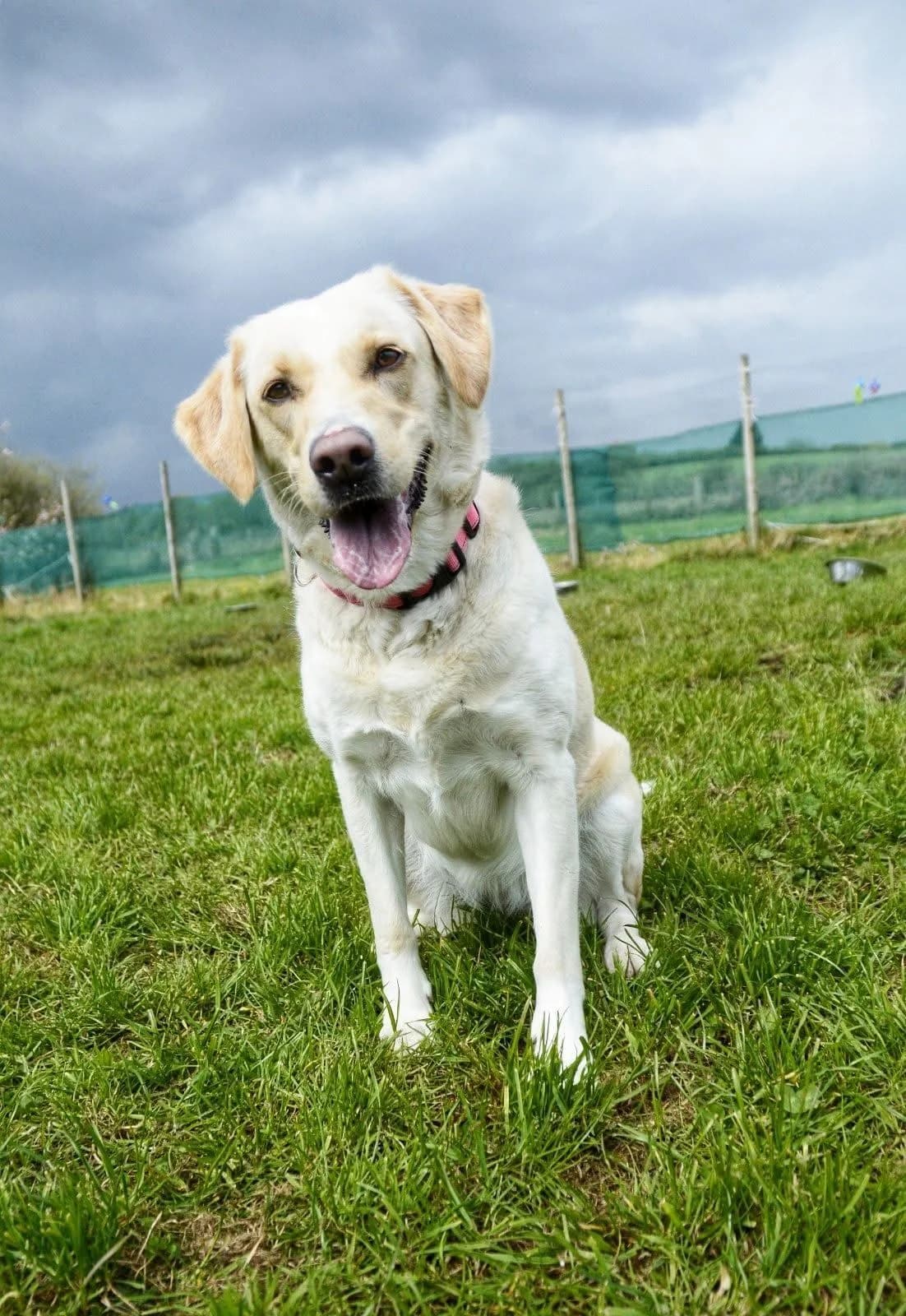 Nellie, female young Labrador Retriever for adoption at The Barn Animal Rescue
