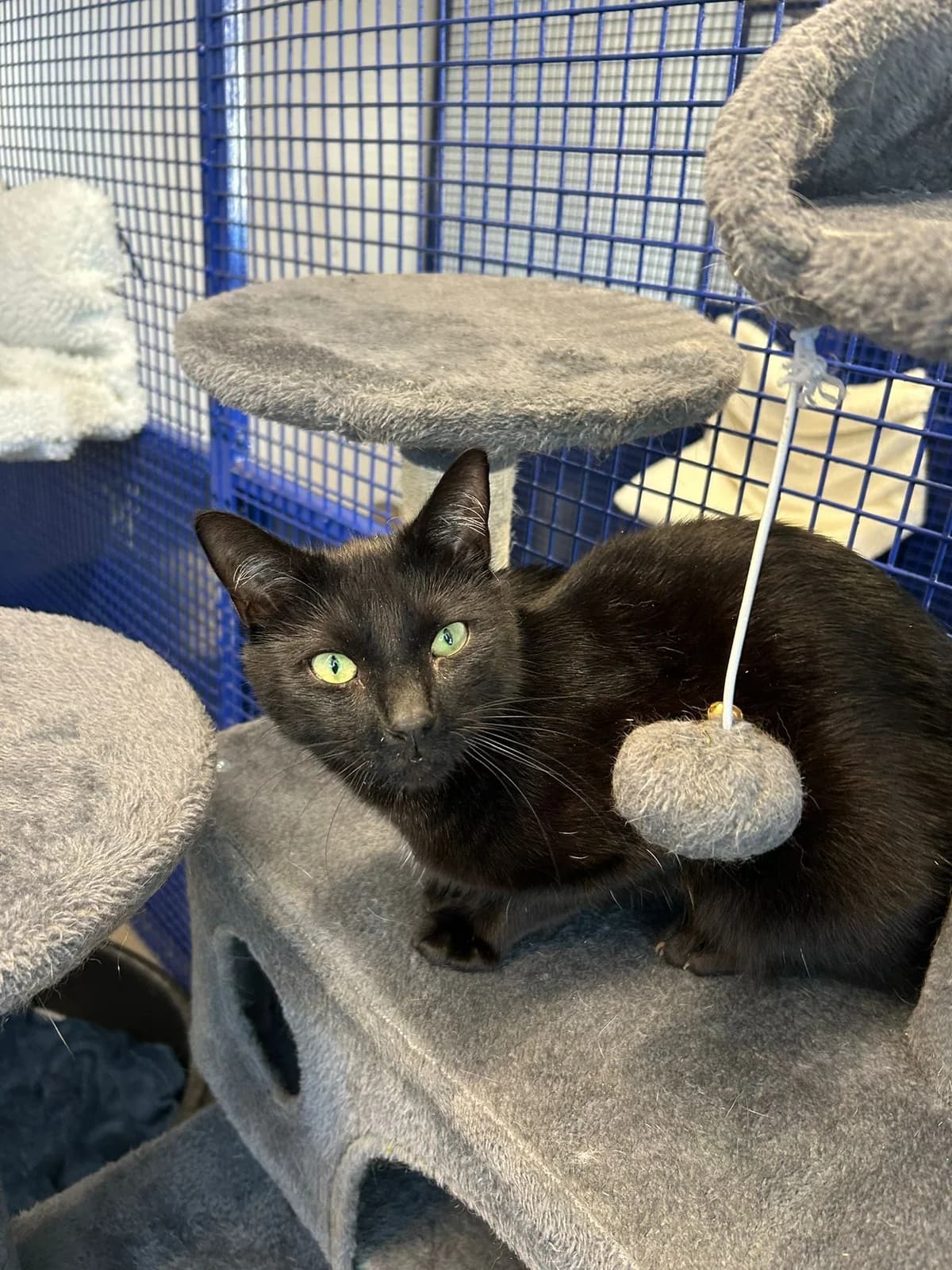 Oliver, male 5yo Mixed Breed for adoption at The Barn Animal Rescue