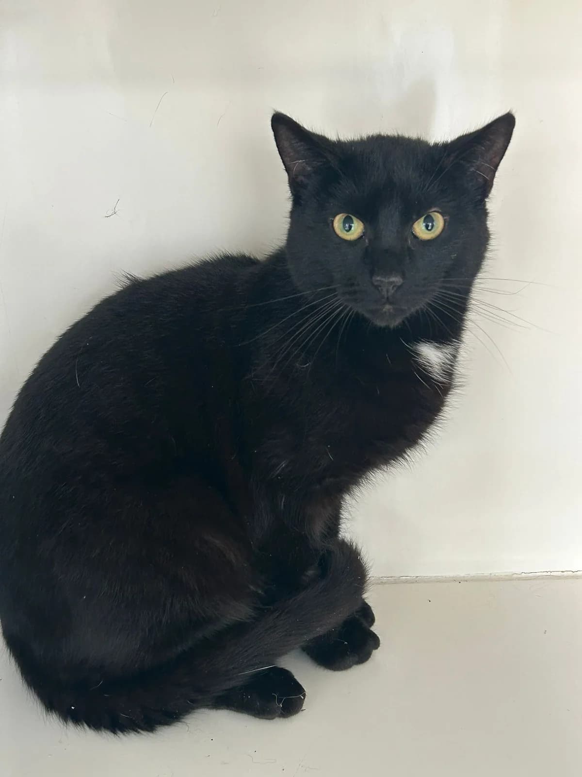 Percy, male puppy Mixed Breed for adoption at The Barn Animal Rescue