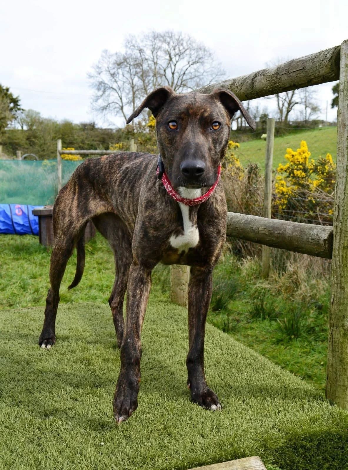 Phoebe, female 4yo Lurcher for adoption at The Barn Animal Rescue