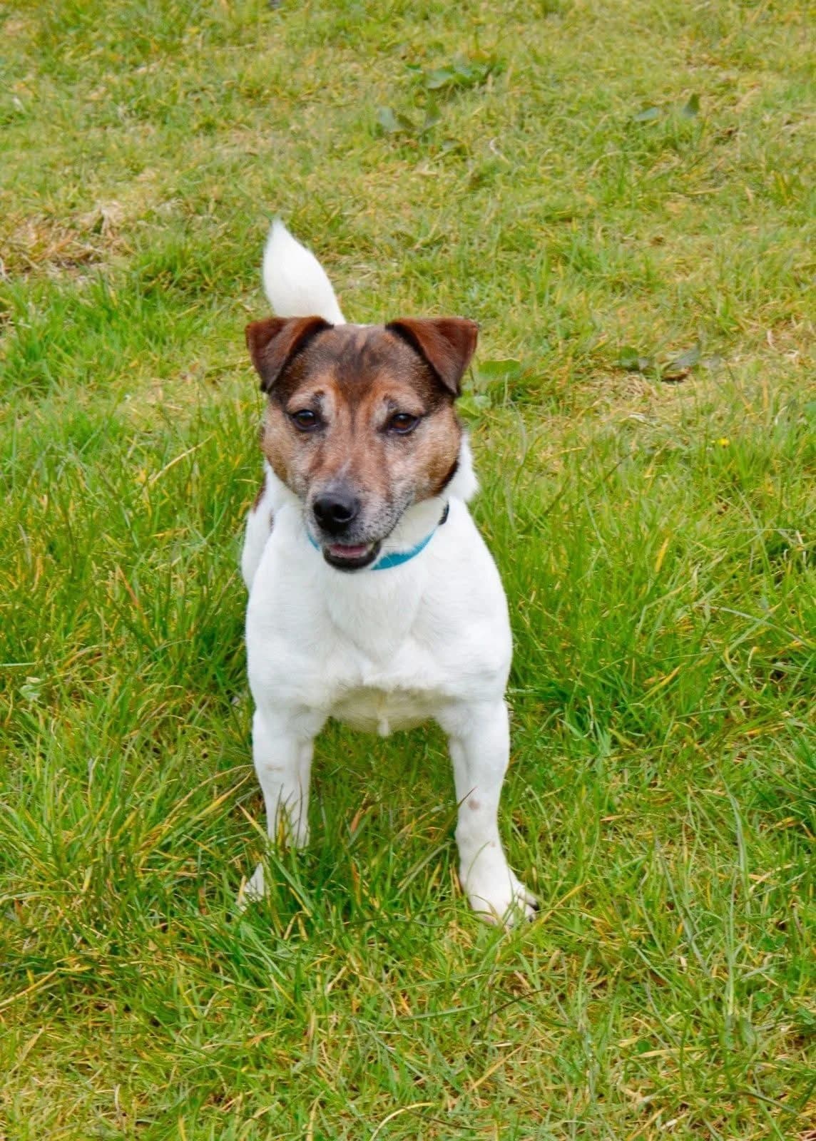 Rocky, male 5yo mixed breed for adoption at The Barn Animal Rescue
