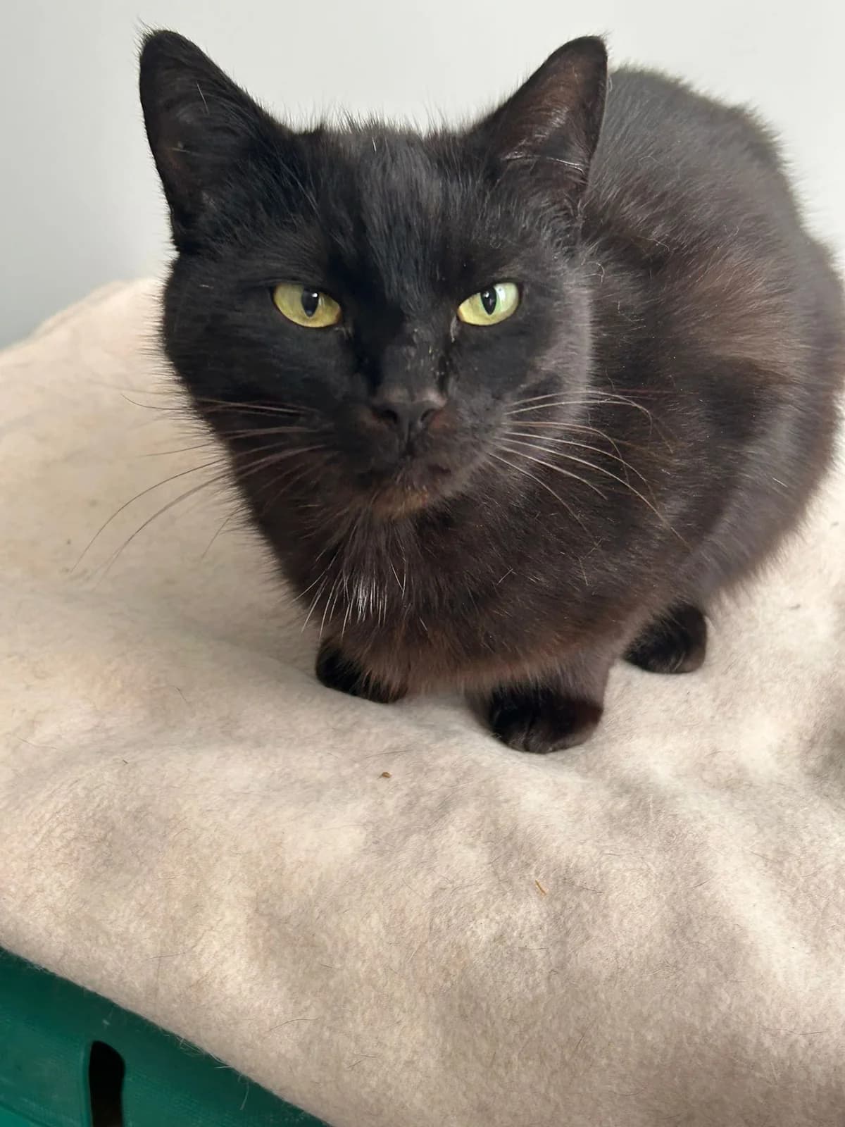 Smokey, male 3yo mixed breed for adoption at The Barn Animal Rescue