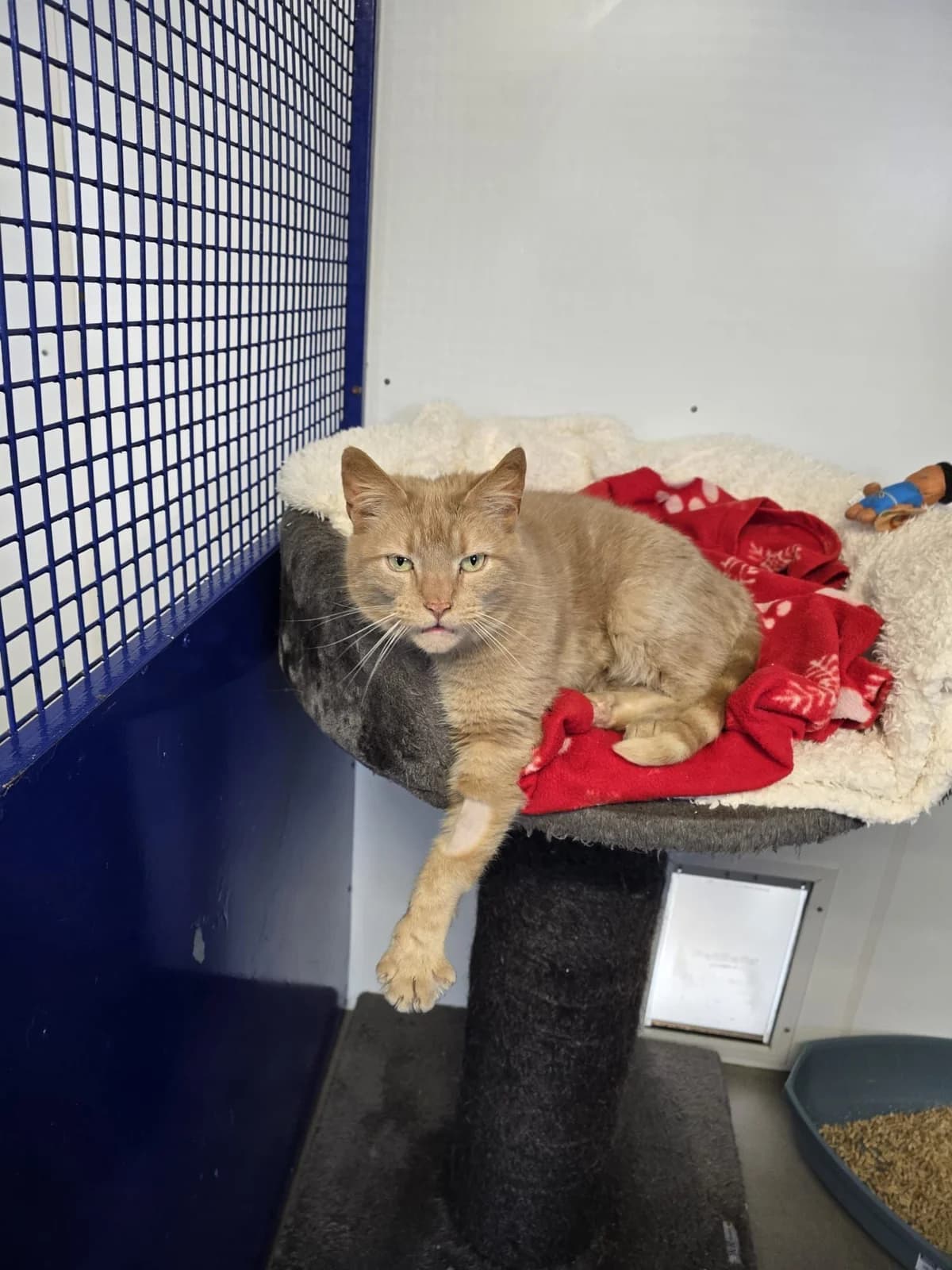 Spice, male senior Mixed Breed for adoption at The Barn Animal Rescue