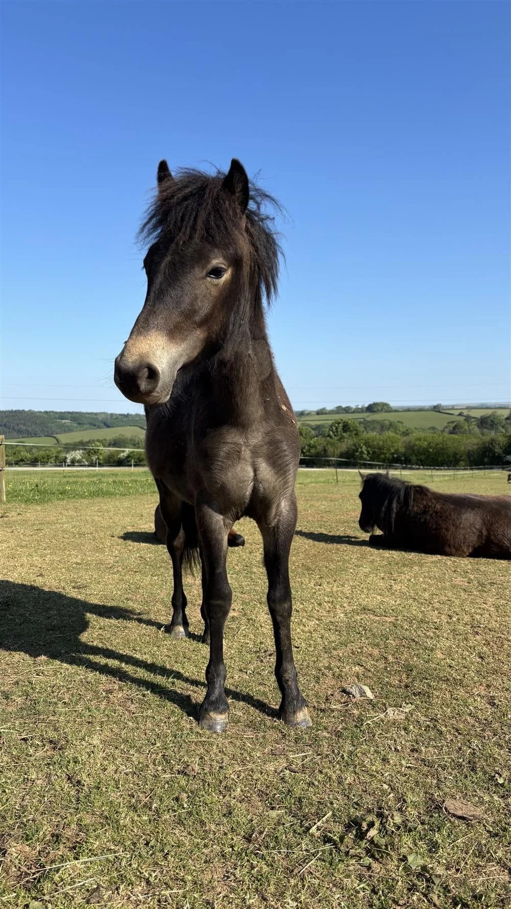 Yogi (HO174-Horse), male mixed breed for adoption at The Hugs Foundation