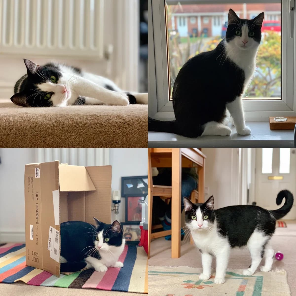 Lost Cat Please Help, male 4yo Mixed Breed for adoption at The Moggery, Bristol