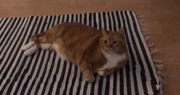 Available for adoption,  senior Mixed Breed for adoption at The Moggery, Bristol