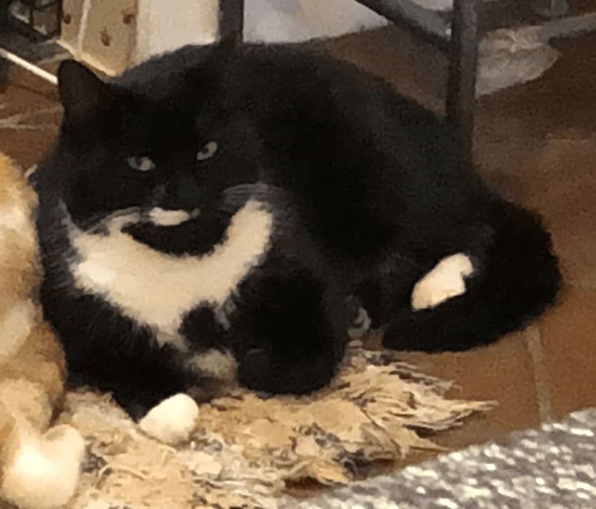 Lost Cat, male Mixed Breed for adoption at The Moggery, Bristol