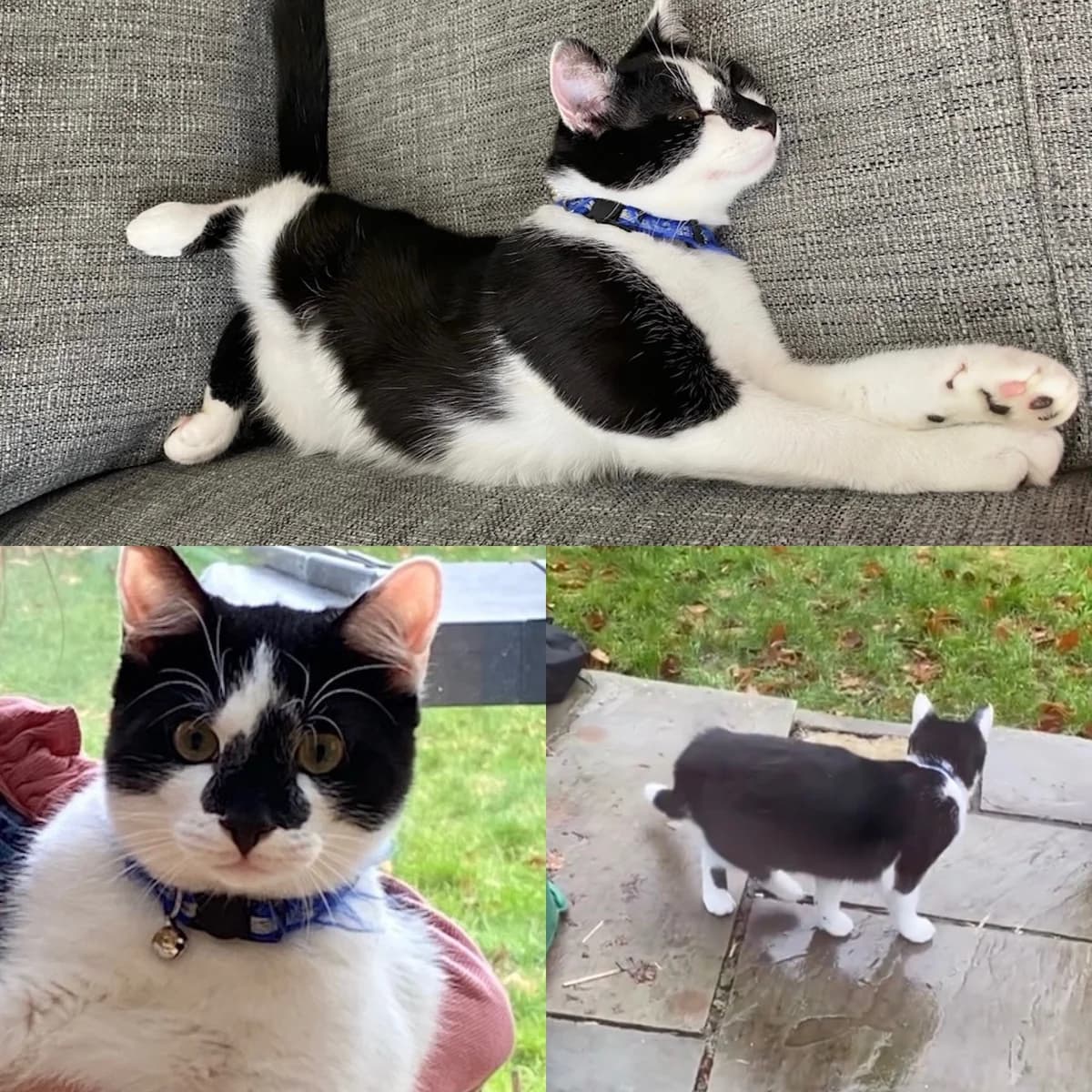 Lost Cat,  puppy Mixed Breed for adoption at The Moggery, Bristol