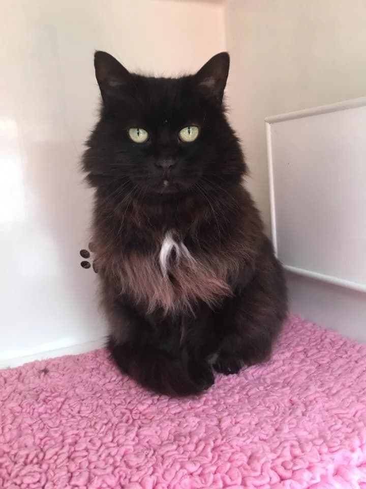 Twiglet is Misskng,  senior Mixed Breed for adoption at The Moggery, Bristol