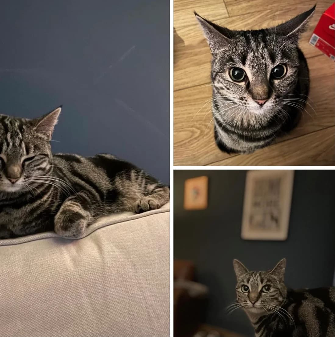 Joan is Missing,  Mixed Breed for adoption at The Moggery, Bristol