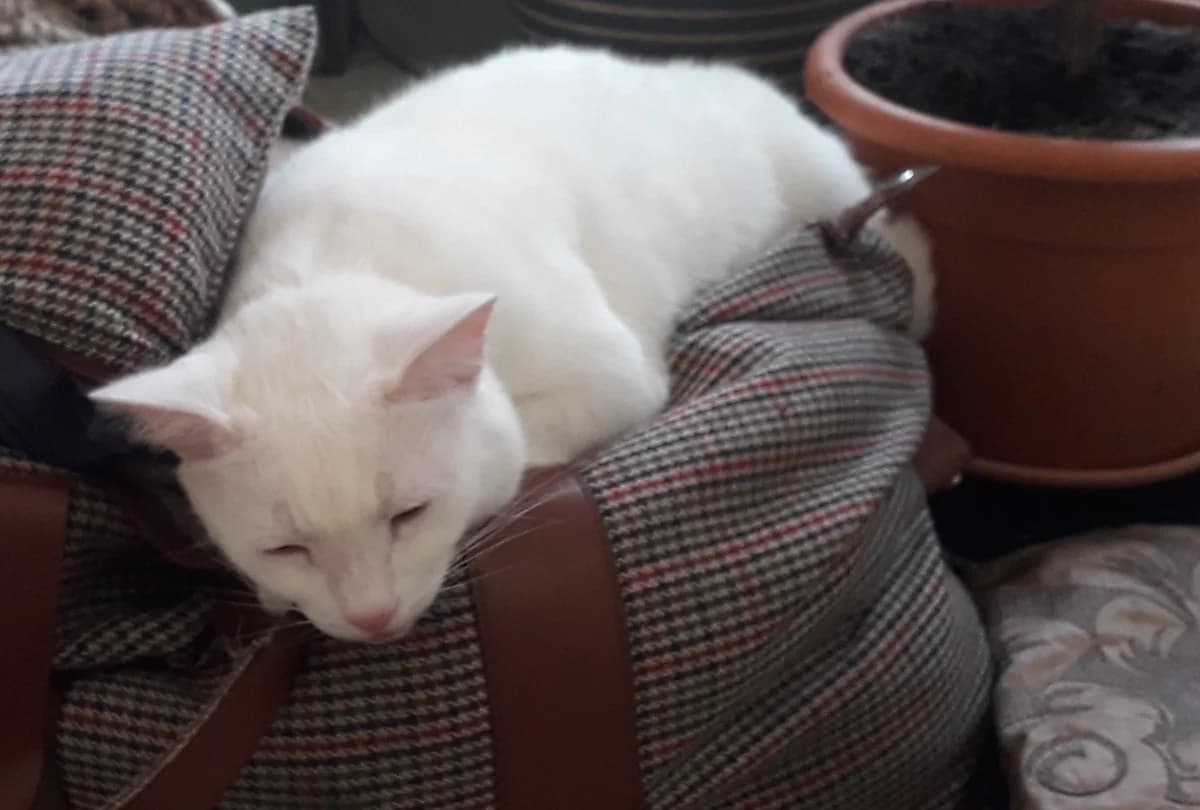 Charlie is Home,  senior Mixed Breed for adoption at The Moggery, Bristol