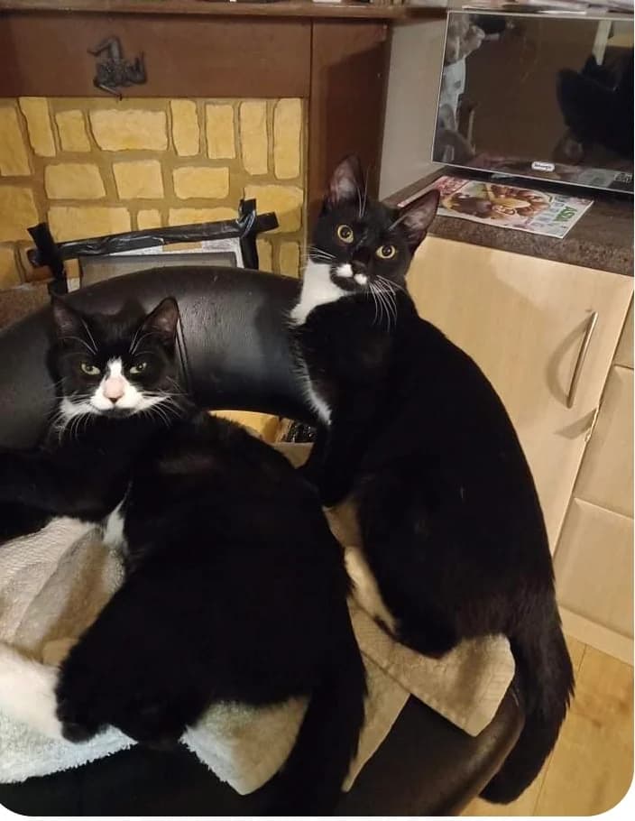 Lily is Missing,  puppy Mixed Breed for adoption at The Moggery, Bristol