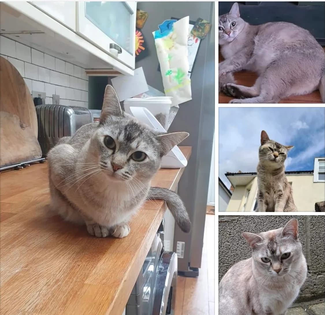 Zaza is Missing.,  young Mixed Breed for adoption at The Moggery, Bristol