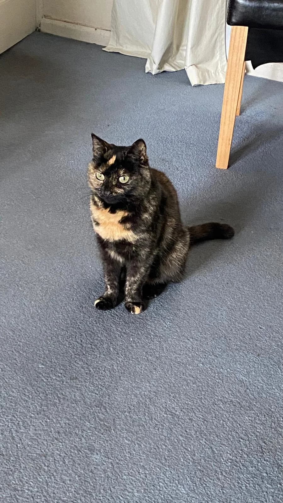 Lily is Missing,  7yo Mixed Breed for adoption at The Moggery, Bristol