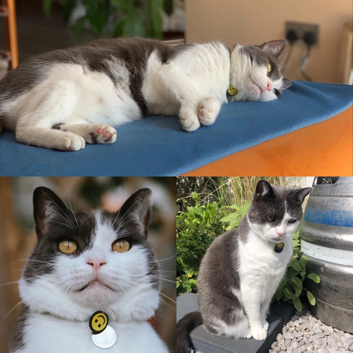 Dylan/Donut is Missing, male senior Mixed Breed for adoption at The Moggery, Bristol