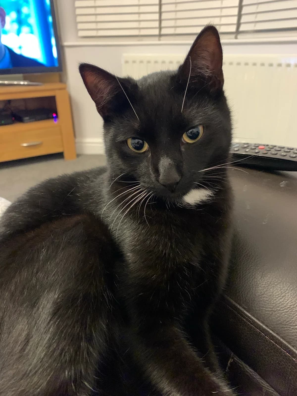 Joey is missing,  puppy Mixed Breed for adoption at The Moggery, Bristol