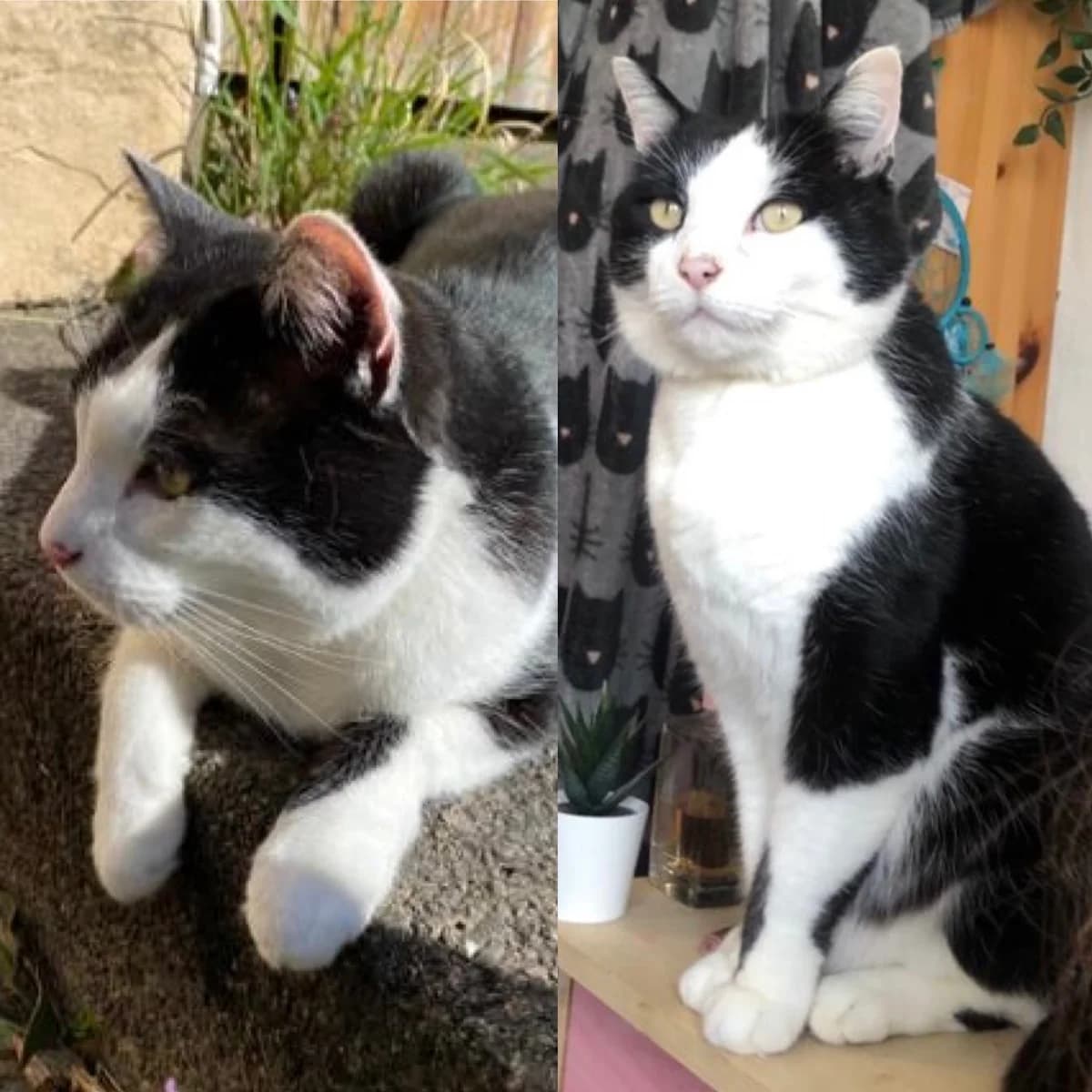 Missing Cat Ash, male Mixed Breed for adoption at The Moggery, Bristol