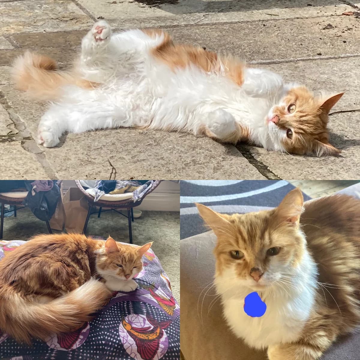 Peanut is missing,  puppy Mixed Breed for adoption at The Moggery, Bristol