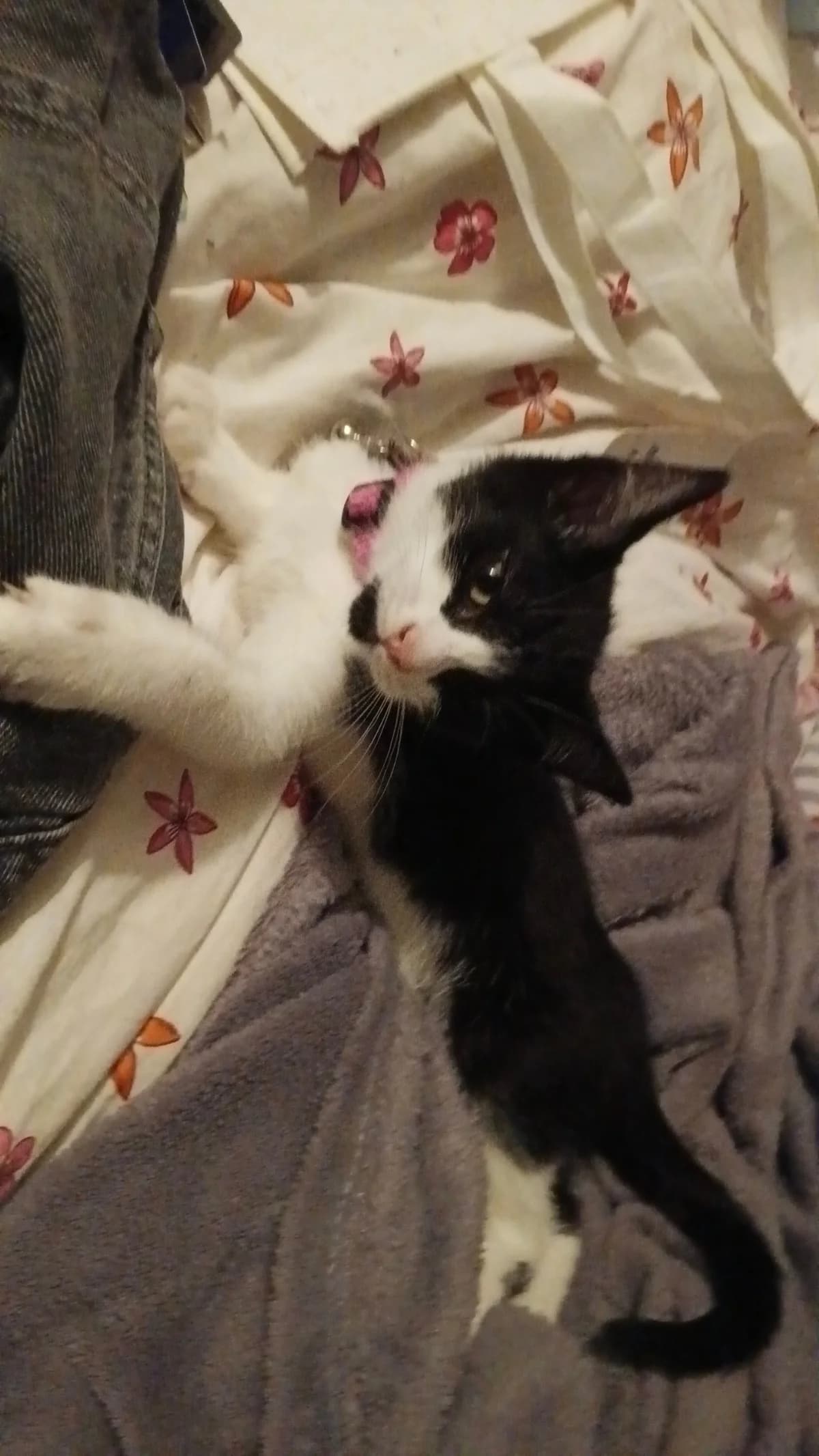 Pixie is missing,  puppy Mixed Breed for adoption at The Moggery, Bristol