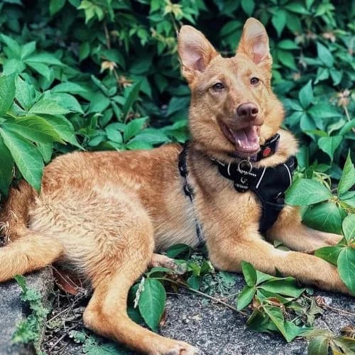 Sophie,  (The Pack Project)