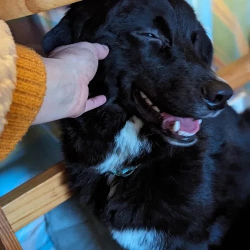 Ken, Collie (The Pack Project)