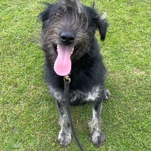 Rose, Collie (The Pack Project)