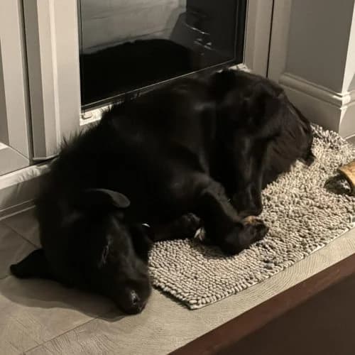 Ralph, Collie (The Pack Project)