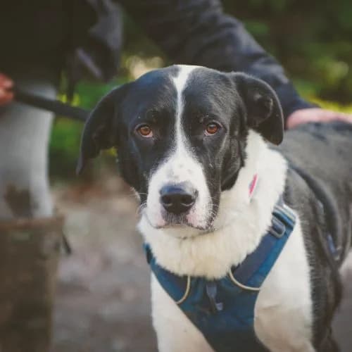 Hooch, Labrador Retriever (The Pack Project)