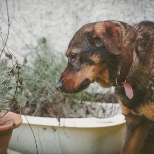 Winnie,  (The Pack Project)