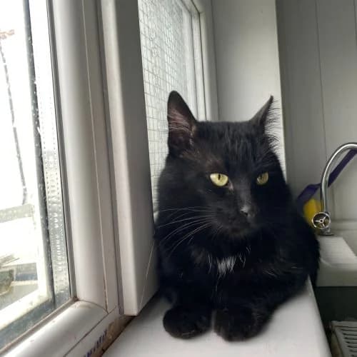Jett,  (The Pack Project)