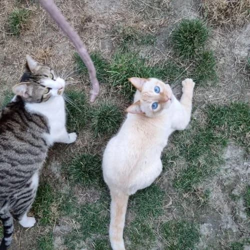 Leo and Louis,  (The Pack Project)