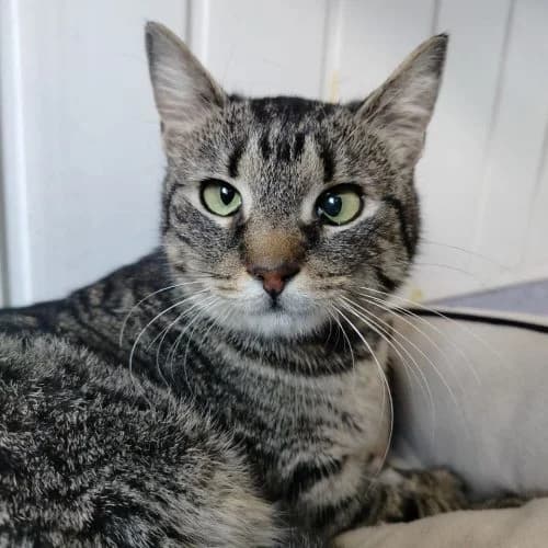Molly,  (The Pack Project)