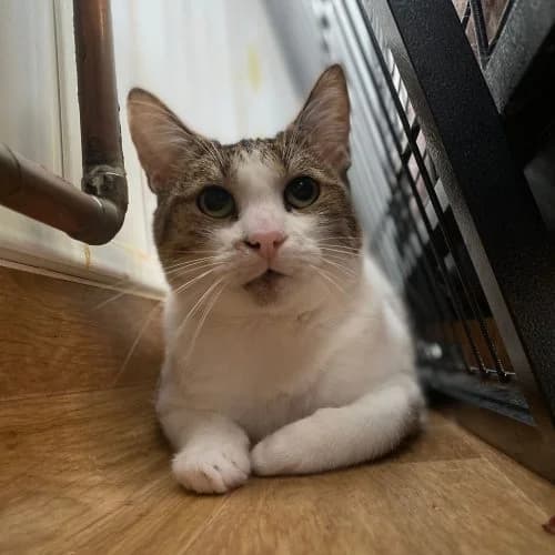 Freddie,  (The Pack Project)