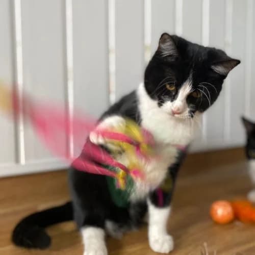 Oreo,  (The Pack Project)