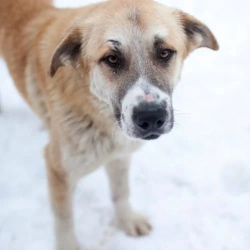 Booser,  (The Pack Project)