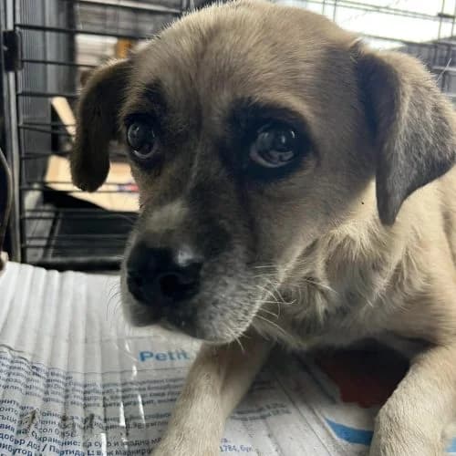 Lulu, female senior Chihuahua for adoption at The Pack Project