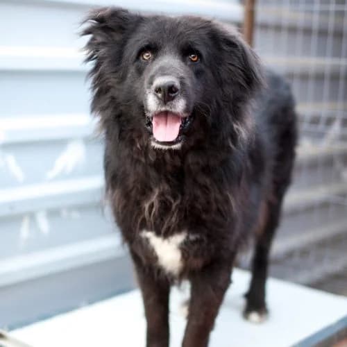 Rufus,  (The Pack Project)