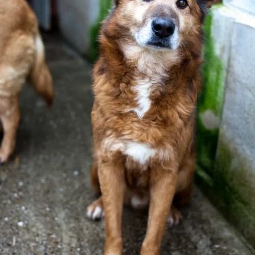 Charlie,  (The Pack Project)