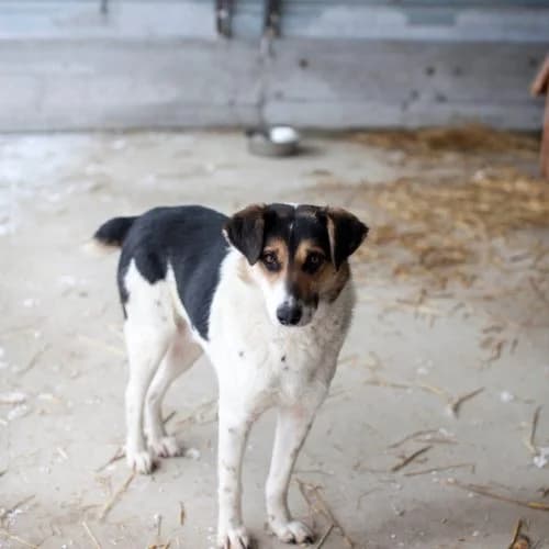 Oakley, Collie (The Pack Project)