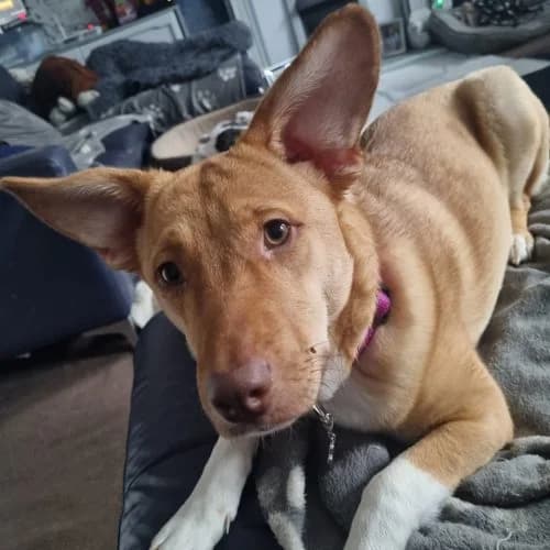 Poppy,  (The Pack Project)