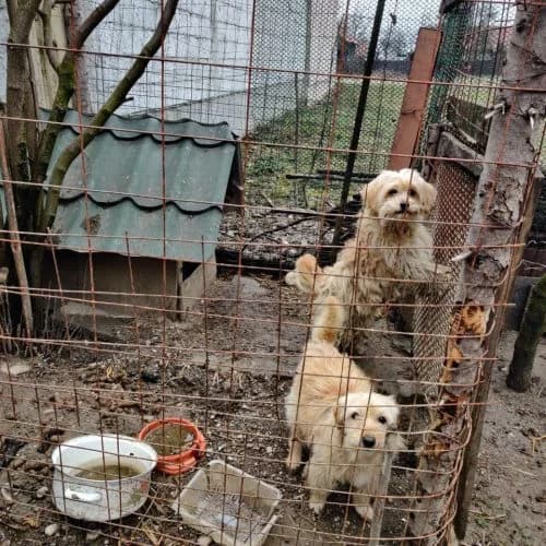 Ernie and Bert, male Bichon Frisé for adoption at The Pack Project